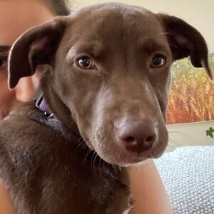 Meet your Posher, Netta